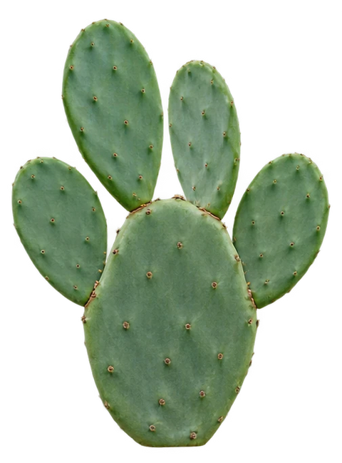 Prickly pear stem