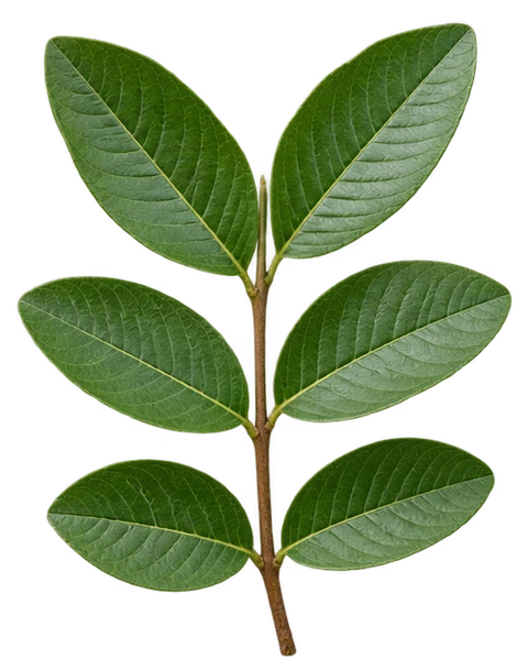Guava leaf